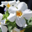 bacopa-neurox.png
