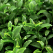 greentea_neurox.png